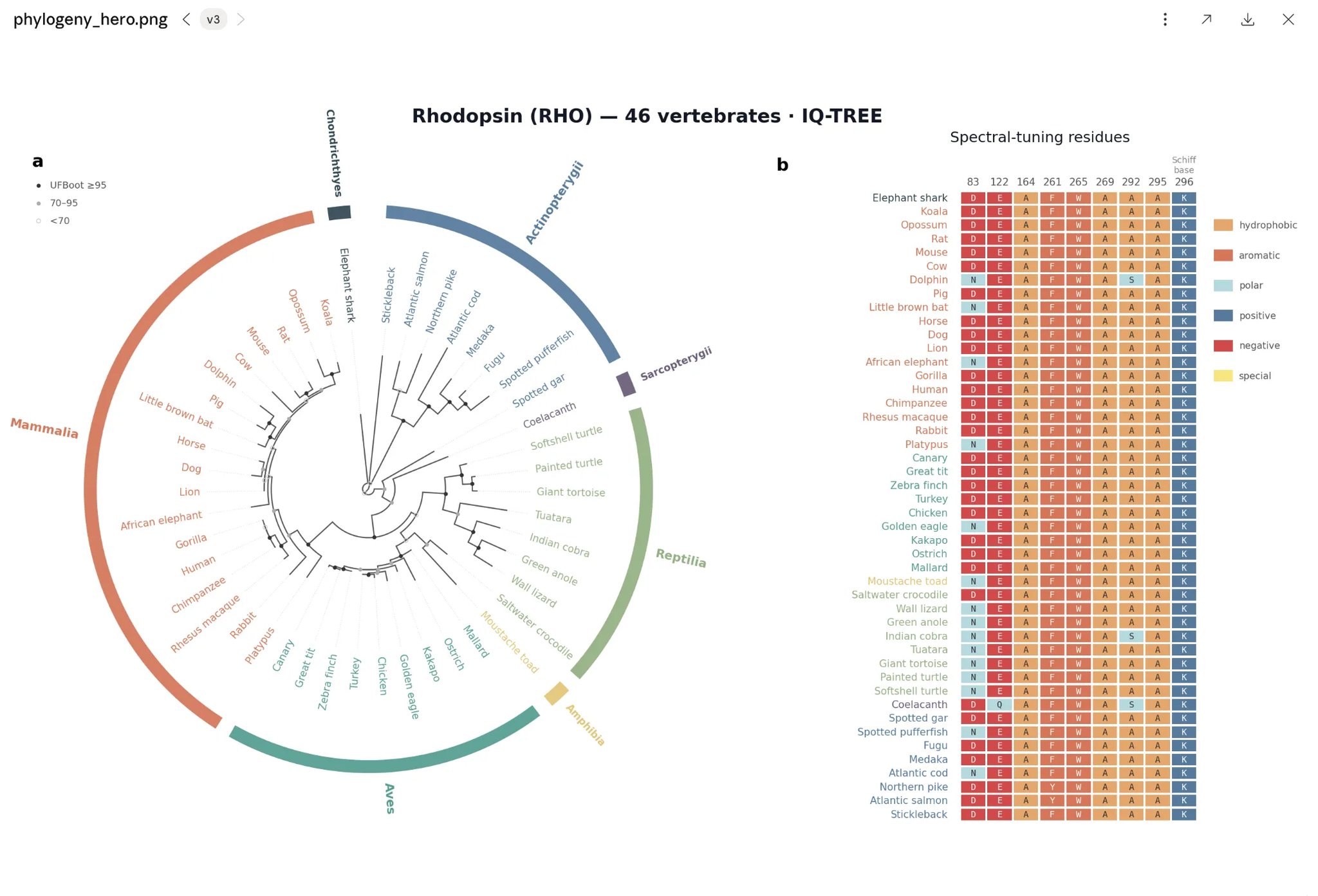 Claude Science phylogenetic analysis showing a maximum-likelihood tree with functional residues mapped onto the phylogeny