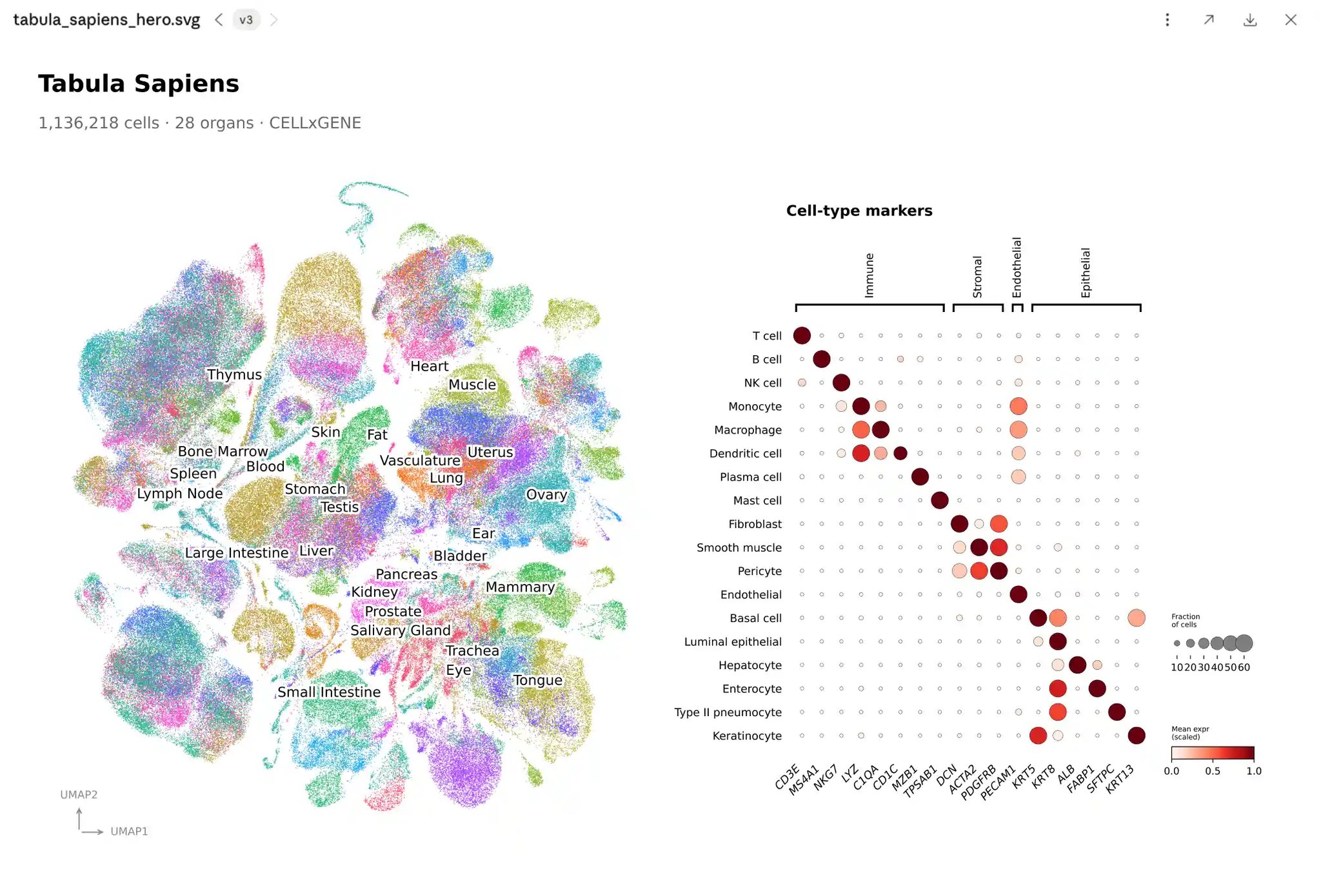 Claude Science rendering a Tabula Sapiens single-cell UMAP across 28 organs beside a cell-type marker dot plot